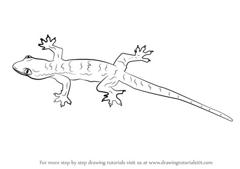 Learn How To Draw A Lizard Lizards Step By Step Drawing Tutorials