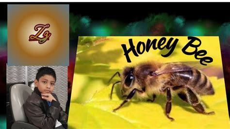 Honey Bee Youtube