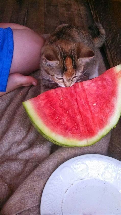 Cat Eatting Watermelon Watermelon Cats Animals