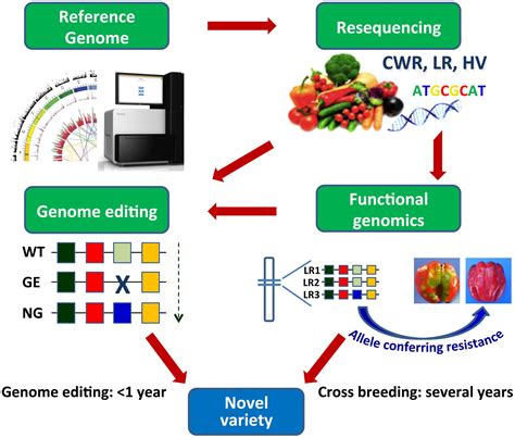 Frontiers Genetic Transformation And Genomic Resources For Next