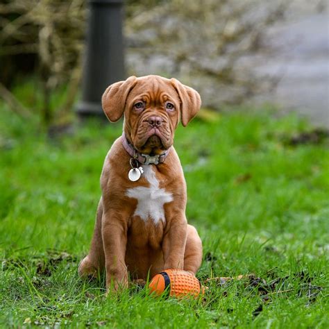 Dogue De Bordeaux All About This Breed