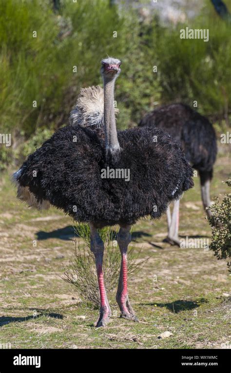 Ostrich With Long Neck And Huge Legs In An Ostrich Breeding Farm Stock