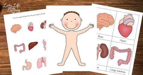 Check spelling or type a new query. TechSurgeons - Access Blocked | Human body printables ...