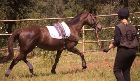 We did not find results for: How To Teach A Horse To Lunge | Helpful Horse Hints