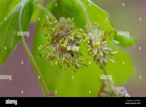 Male Flower Of Fagus Sylvatica Stock Photo Alamy