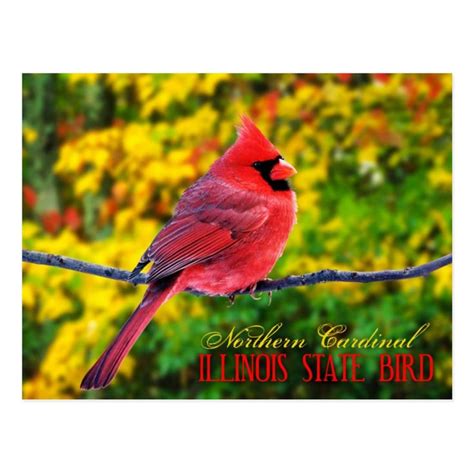 Illinois State Bird Northern Cardinal Postcard Zazzle State Birds