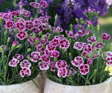 Carnation Facts And Medicinal Uses