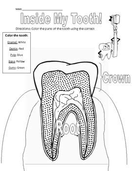 Parts of a Tooth Coloring and Vocabulary Page | Dental ...