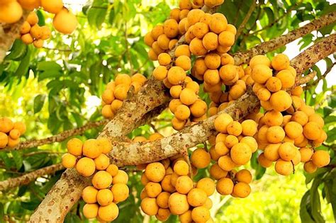 Wild fruit trees thailand thailand wild edible fruit here are just a few of the many wild edible fruits we encounter on our jungle survival tours in khao sok national park and phang nga province. 123 best images about Thailand on Pinterest | Thailand ...