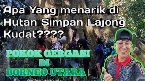 Hutan simpanan kekal mengikut jenis hutan; Pokok Gergasi Di Hutan Simpan Lajong - YouTube