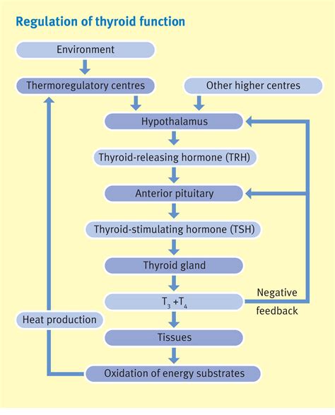 Thyroid And Parathyroid Hormones And Calcium Homeostasis Anaesthesia