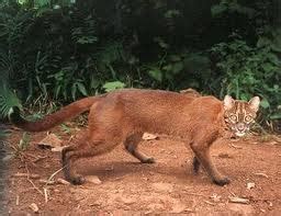Ten kinds of cats that live in Indonesia | The True Adventures