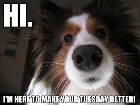 January 2, 2018, 11:54 am. Happy Tuesday | Tuesday Humor | Pinterest | Happy tuesday, Animals and Happy