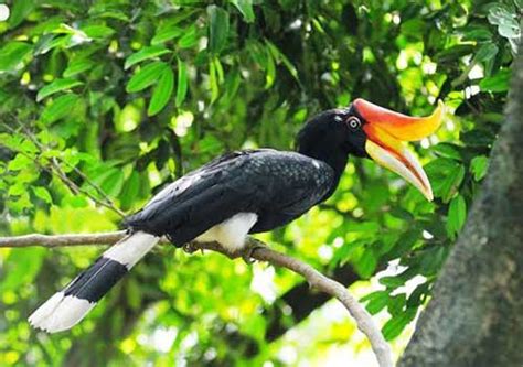 See more of jabatan perhilitan semenanjung malaysia on facebook. Protecting hornbills from total wipeout - BorneoPost ...