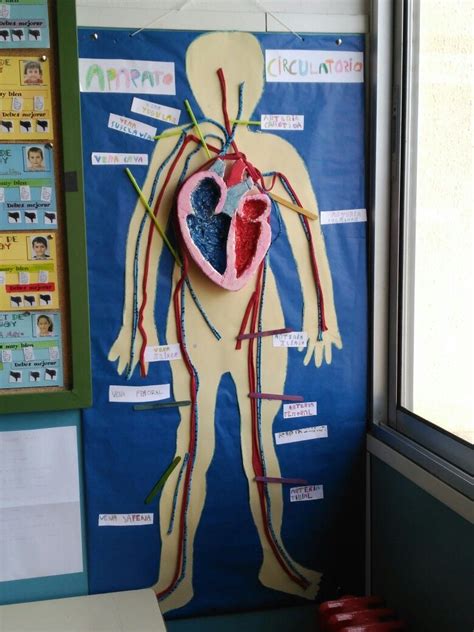 Sistema Circulatorio Maqueta Cuerpo Humano Sistema Circulatorio Porn