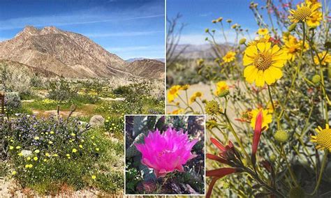 California Desert Has Stunning Wildflower Superbloom California