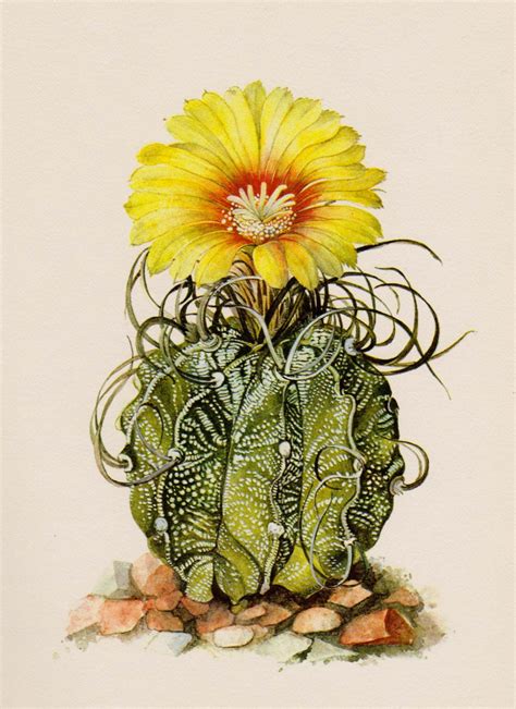 Cactus Print Vintage Botanical Print Flower Wall Art Cottage
