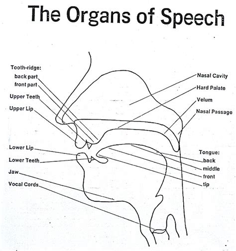 Organs Of Speech Organs And Their Functions Teflers Inn