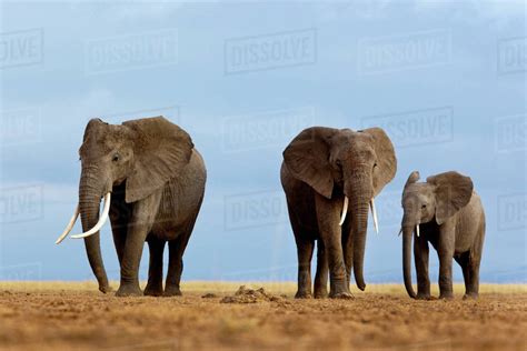 Three Elephants Walking In The Amboseli Region Kenya Stock Photo