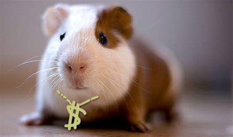 Guinea pigs are cute, gentle creatures who make wonderful pets. Side Hustle Series: I'm a Human Guinea Pig | Budgets Are Sexy