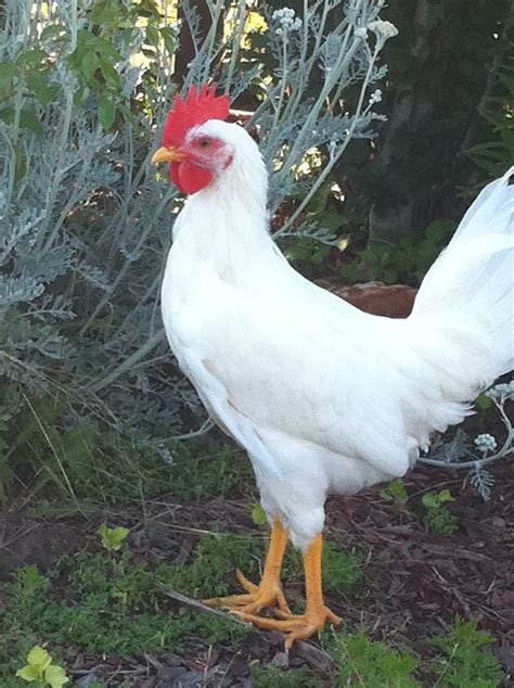 Cornish Rock Rooster Or Hen Backyard Chickens Learn How To Raise