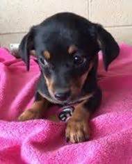Meet reeses, a miniature pinscher & chiweenie mix dog for adoption, at little paws 4 rescue in lacey. View Ad: Chiweenie Dog for Adoption near Colorado, Littleton, USA. ADN-446249