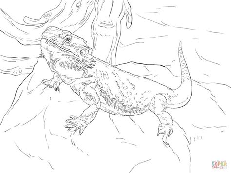 Central Bearded Dragon | Super Coloring | Bearded dragon colors, Dragon