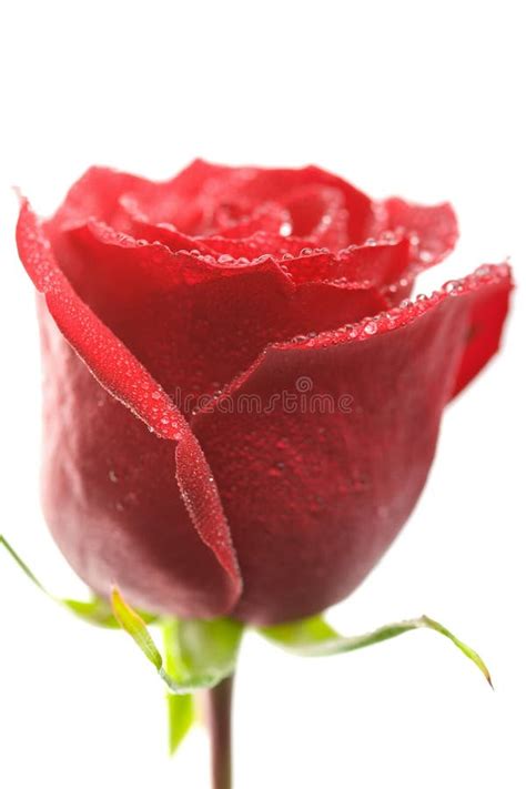 Red Rose With Water Droplets Isolated Stock Photo Image Of Botanical