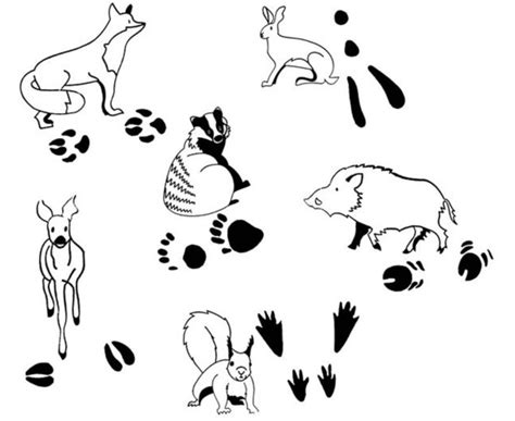 Leben die eltern gemeinsam mit dem kind zusammen, stellt sich die frage nicht, wer. Tierspurenstempel, 12-tlg. - betzold.ch