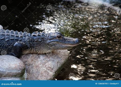 Young American Alligator Alligator Mississippiensis Stock Image Image