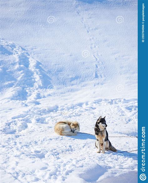 Sled Dogs In City Of Ilulissat Greenland Sled Dog 7000 Sled Dogs