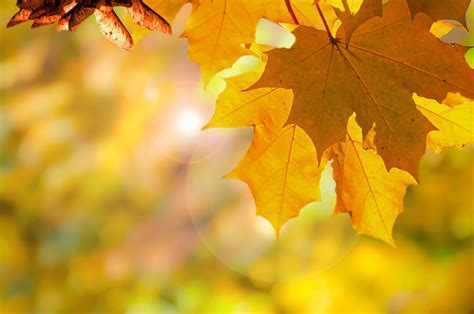Free Photo Autumn Tree Trees Leaves Leaf Free Image On Pixabay