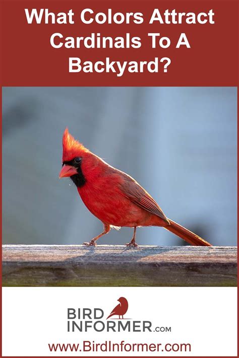 Colors That Attract Cardinals To Your Backyard
