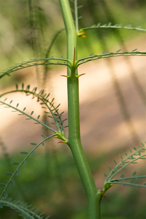Jerusalem Thorn Mexican Palo Verde Parkinsonia Aculeata 20 Seeds — Randb