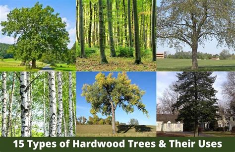 15 Types Of Hardwood Trees