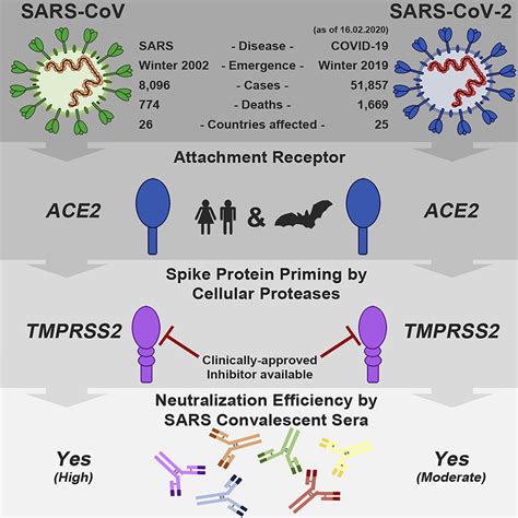 Sars was first reported in asia in february 2003. A compound against SARS shows promise against the COVID-19 ...