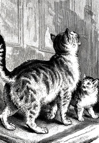 Our cat will sit outside our door and meow and scratch for what feels like hours. Two Cats Meowing At The Door Stock Illustration - Download ...