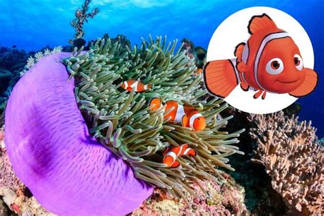 The Real Life Marine Creatures Behind 2003 Finding Nemo Cast