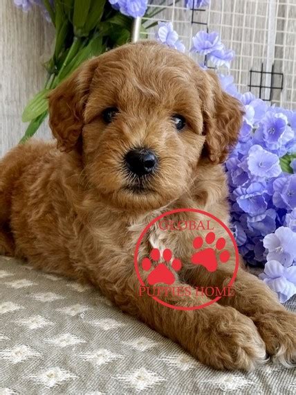 The name goldendoodle was coined in 1992 by combining golden, from golden retriever, and doodle as in labradoodle. Goldendoodle puppies under $1000 near me - Global Puppies Home