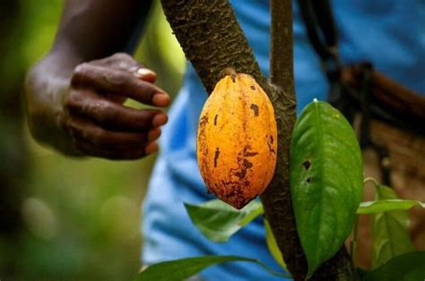Cameroon Nigeria Request To Join Cote Divoire Ghana Cocoa Initiative Africa Briefing