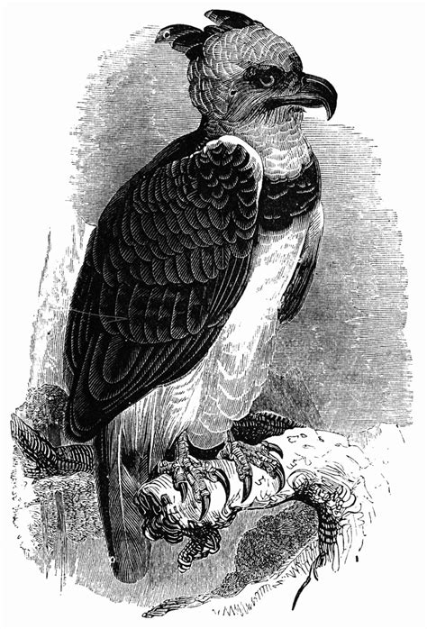 Harpy Eagle Clipart Etc
