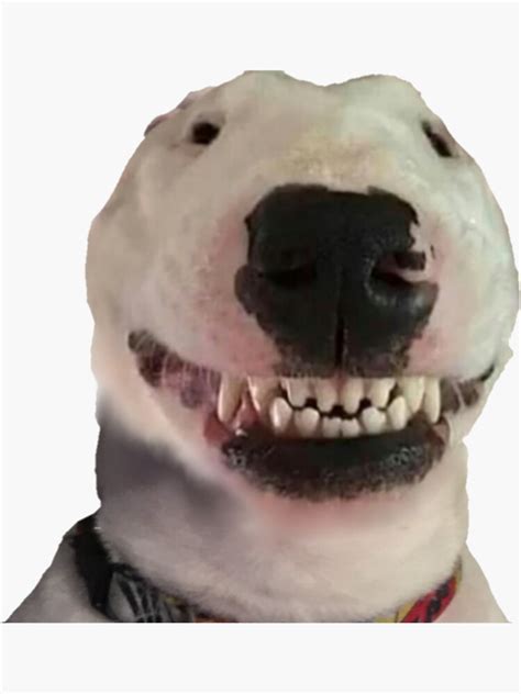 Walter Smiling Meme Dog Sticker For Sale By Jeangel97 Redbubble