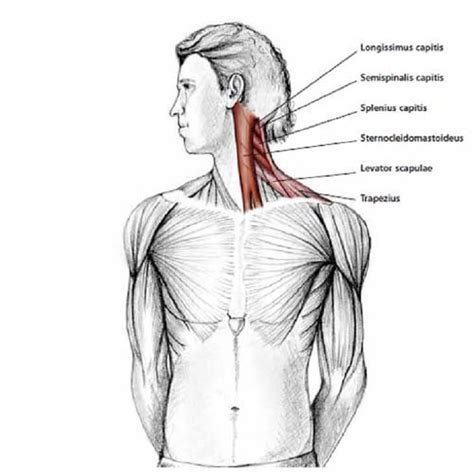 Neck Muscle Diagram Anatomy Of Shoulder Bones Ideas Shoulder Anatomy