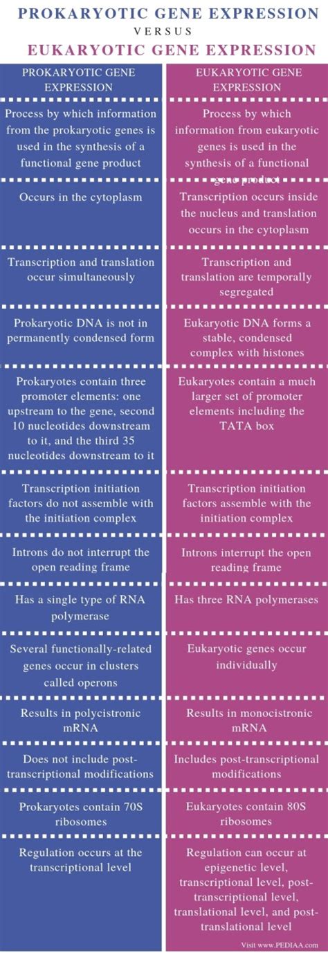 What is the Difference Between Prokaryotic and Eukaryotic Gene