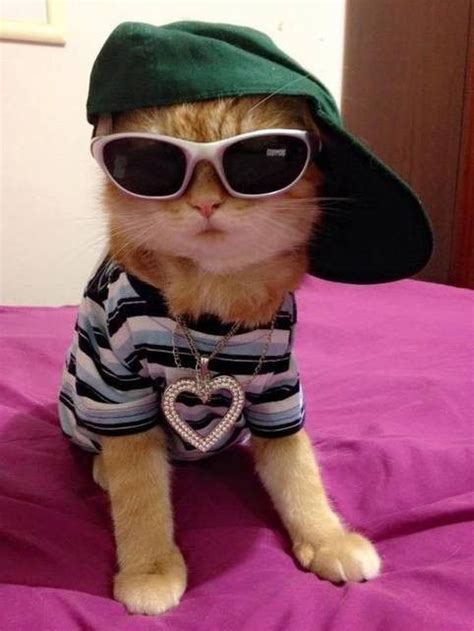 With Sunglasses Day On The Horizon Here Are Some Inspiring Instagram Pics Of Dapper Kitties In