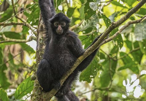 El Mono Araña Regresa A Su Casa En Tambopata Rpp Noticias