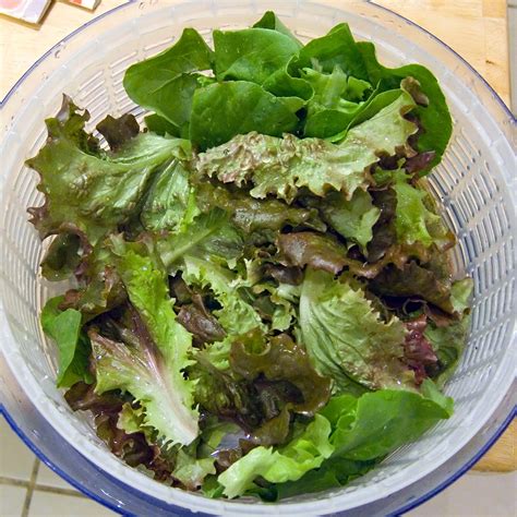 Filelettuce In Salad Spinner Wikimedia Commons
