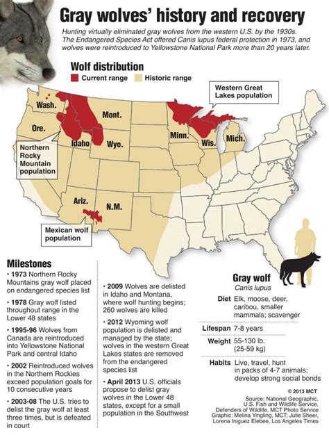 Gray wolf range | | ravallirepublic.com