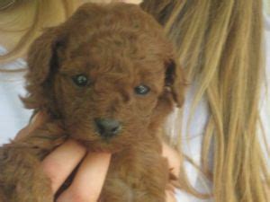 These intelligent water retrievers earned the name pudelhund or caniche. Toy Poodle Puppies in Illinois