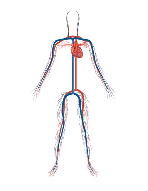 Circulatory System Mackenzie Jordan Lorman